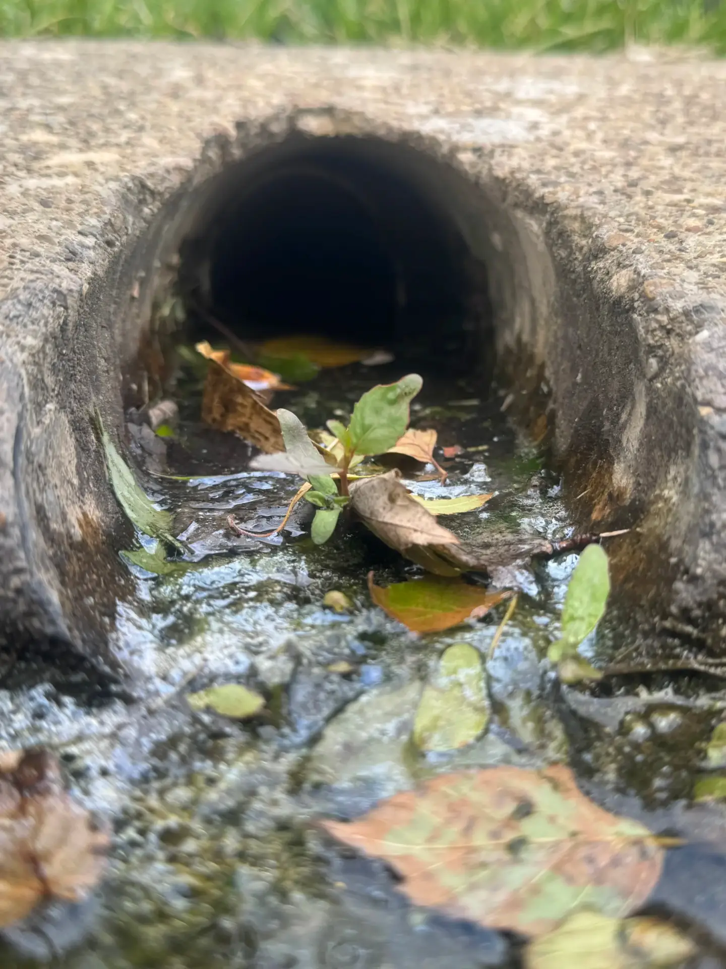 Sewer and drain pipe opening inspected as part of a camera inspection service call